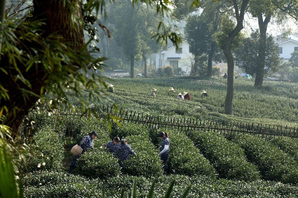 Landison Longjing Resort Hangzhou Exterior foto